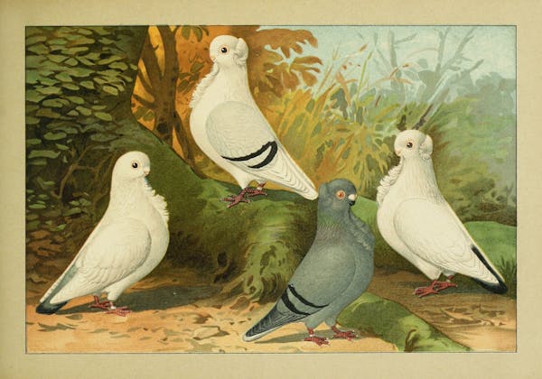 Lithograph of pigeons