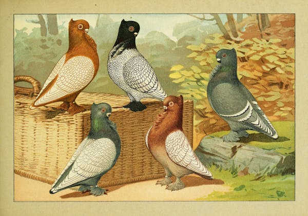 Lithograph of pigeons