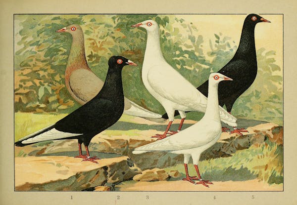 Lithograph of pigeons