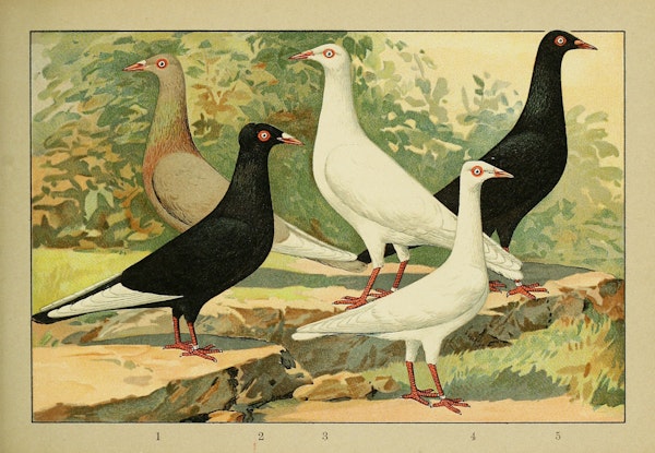 Lithograph of pigeons