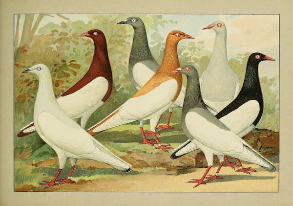 Lithograph of pigeons