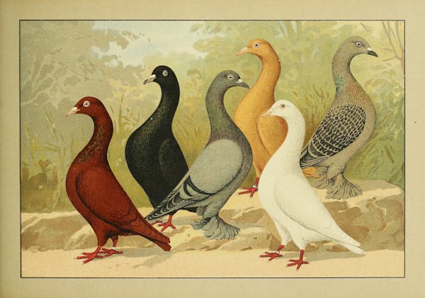 Lithograph of pigeons