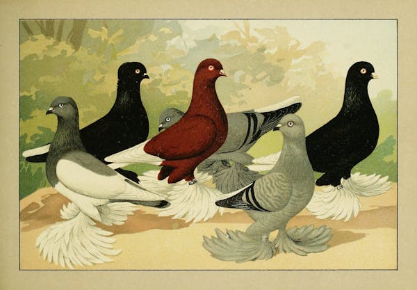 Lithograph of pigeons