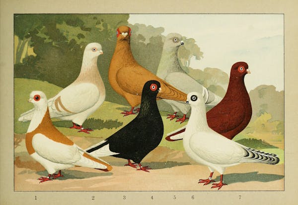 Lithograph of pigeons