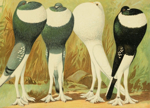 Unnatural Selection: Emil Schachtzabel’s Pigeon *Prachtwerk* (1906)