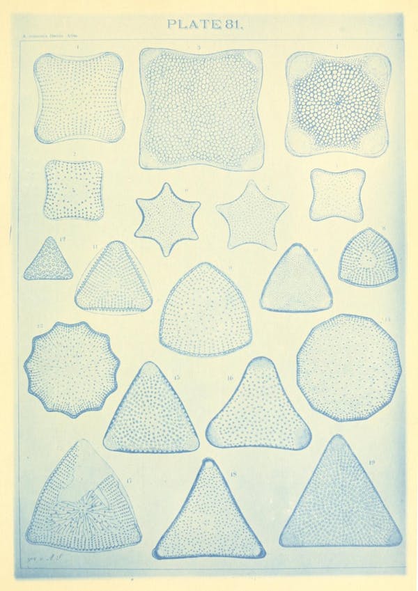 Illustration of diatom from Schmidt's *Atlas*