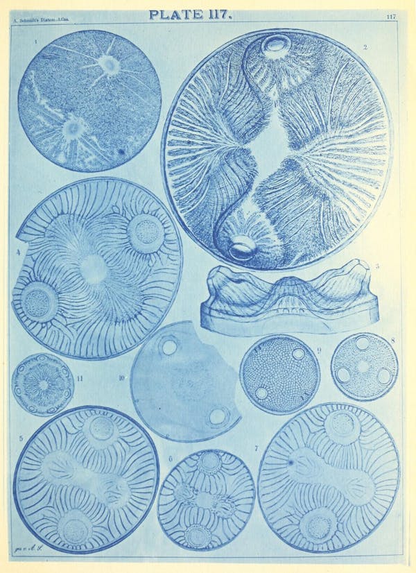 Illustration of diatom from Schmidt's *Atlas*