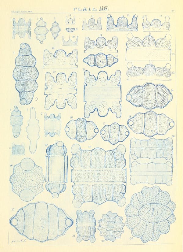 Illustration of diatom from Schmidt's *Atlas*