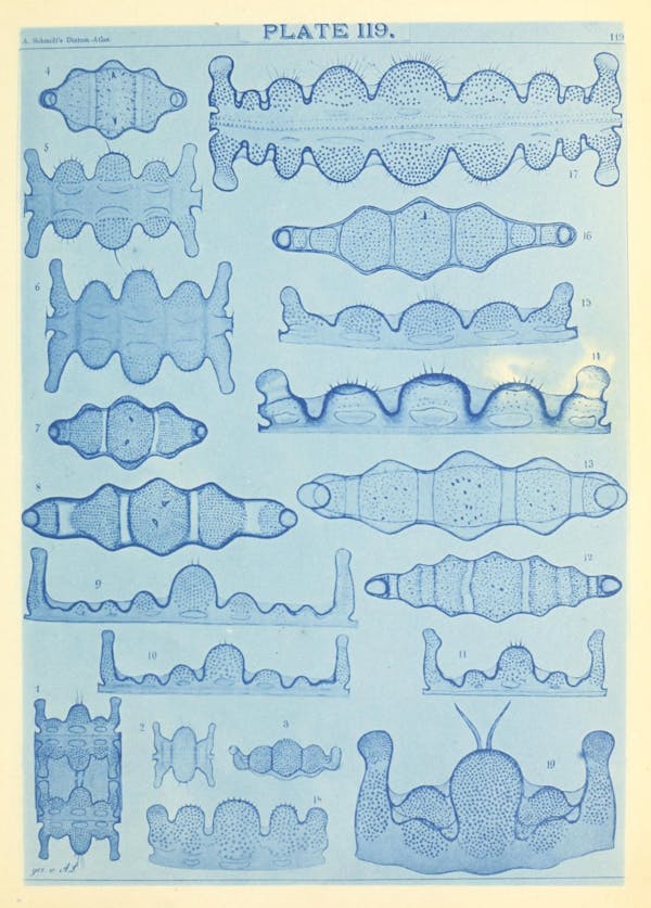 Illustration of diatom from Schmidt's *Atlas*