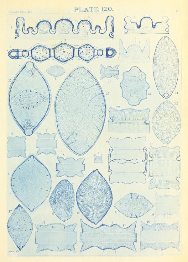 Illustration of diatom from Schmidt's *Atlas*