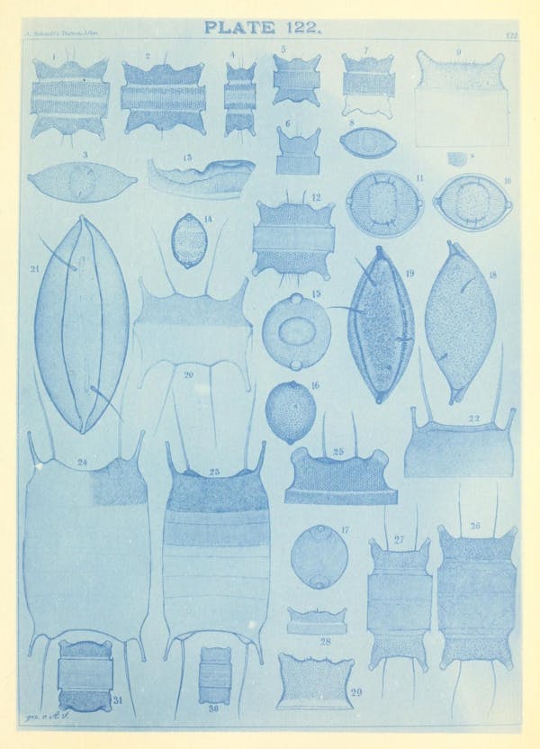 Illustration of diatom from Schmidt's *Atlas*