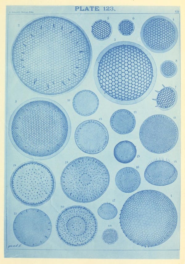 Illustration of diatom from Schmidt's *Atlas*