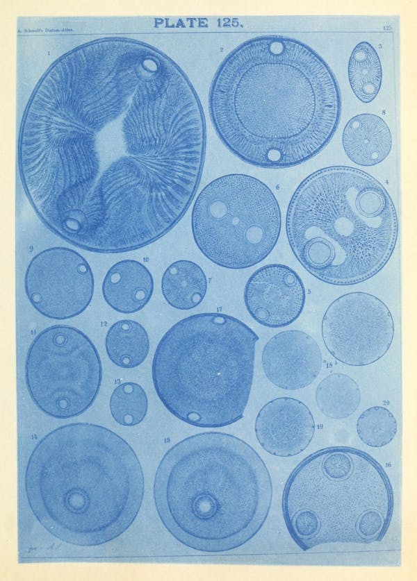 Illustration of diatom from Schmidt's *Atlas*