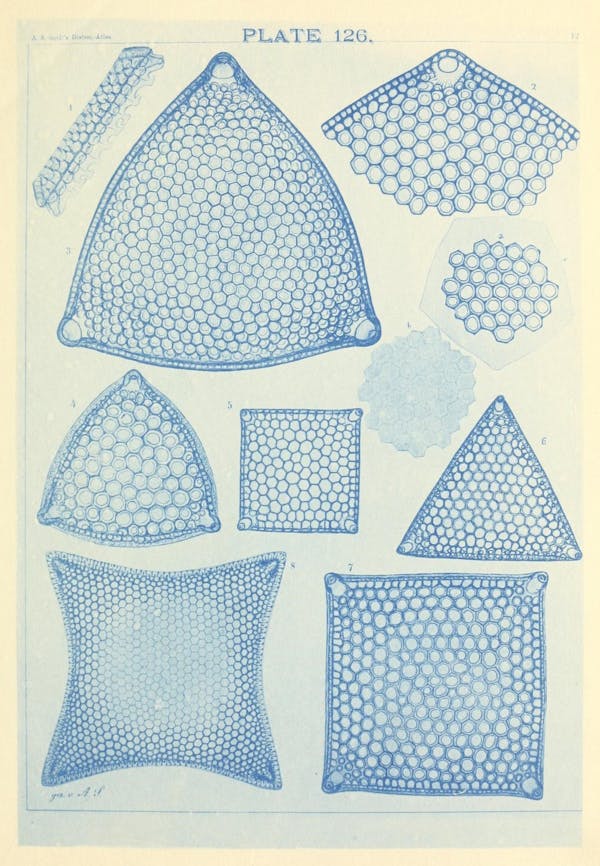 Illustration of diatom from Schmidt's *Atlas*