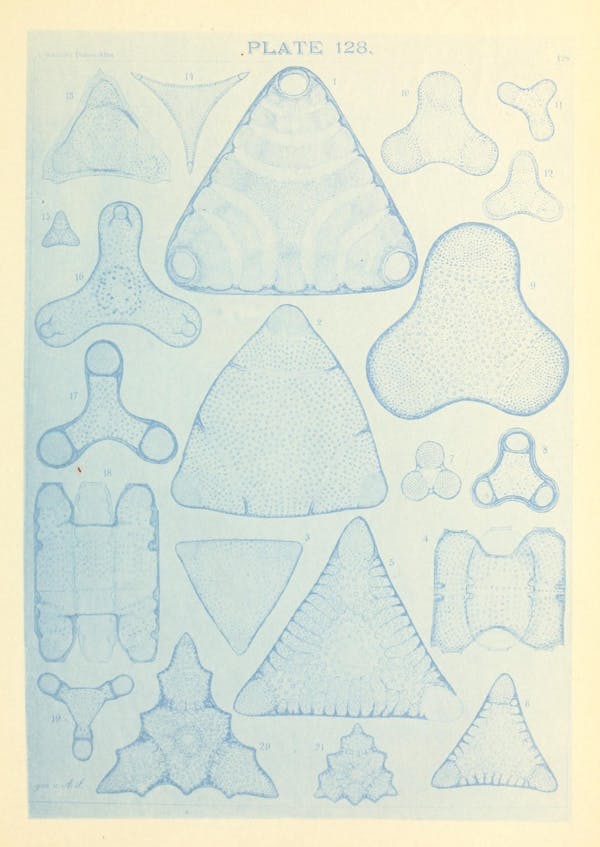 Illustration of diatom from Schmidt's *Atlas*