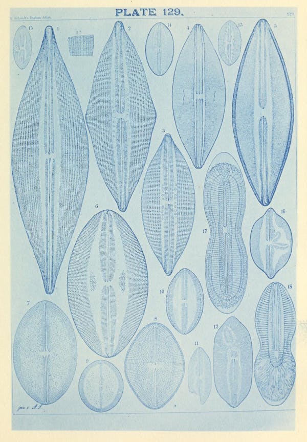 Illustration of diatom from Schmidt's *Atlas*