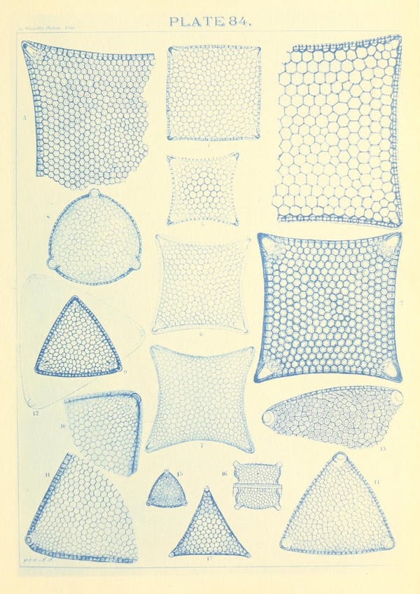 Illustration of diatom from Schmidt's *Atlas*