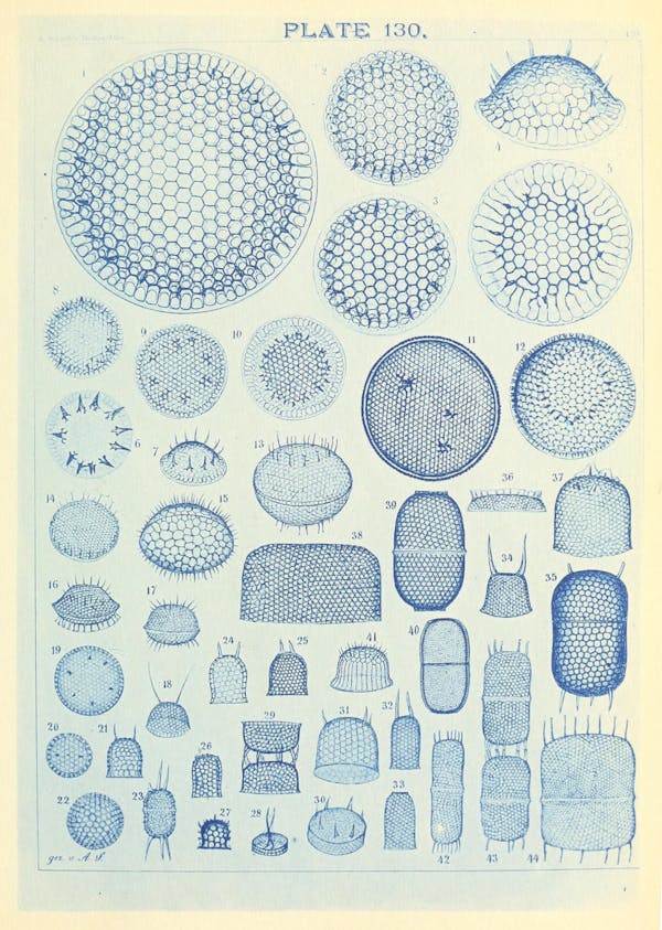 Illustration of diatom from Schmidt's *Atlas*