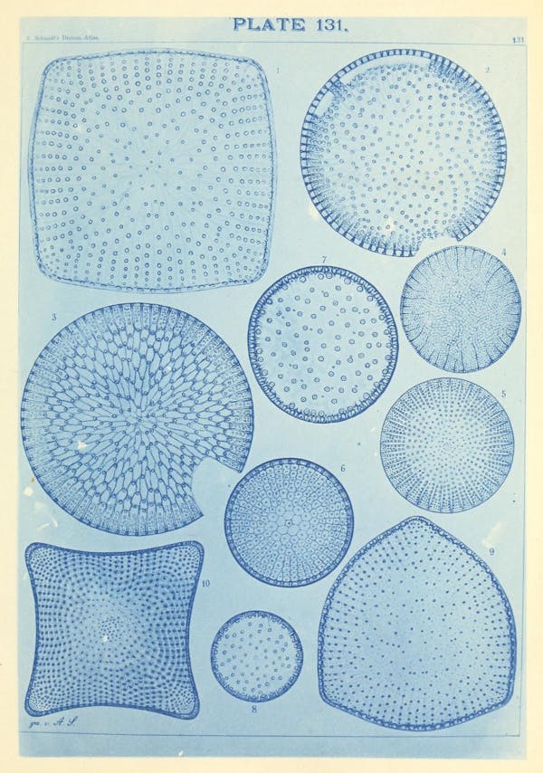 Illustration of diatom from Schmidt's *Atlas*