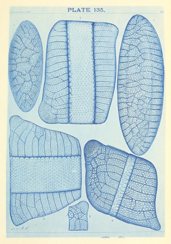 Illustration of diatom from Schmidt's *Atlas*