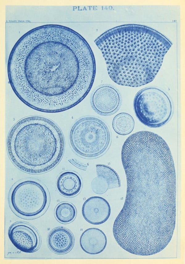 Illustration of diatom from Schmidt's *Atlas*