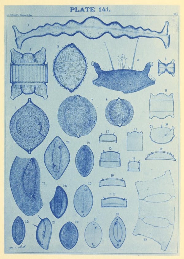 Illustration of diatom from Schmidt's *Atlas*