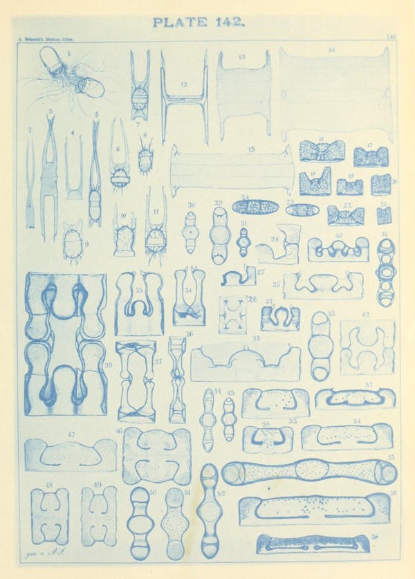 Illustration of diatom from Schmidt's *Atlas*