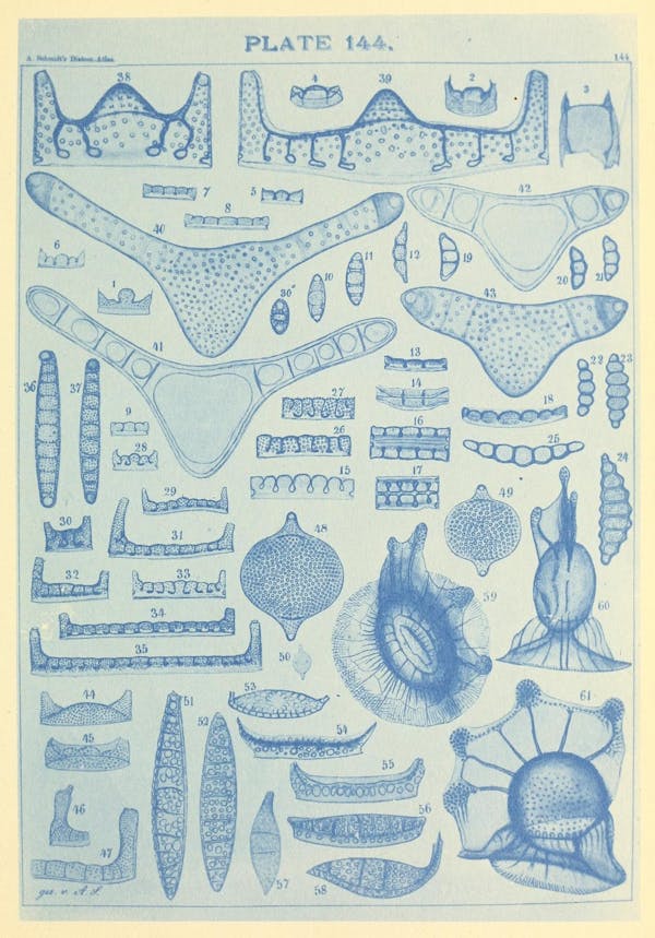 Illustration of diatom from Schmidt's *Atlas*