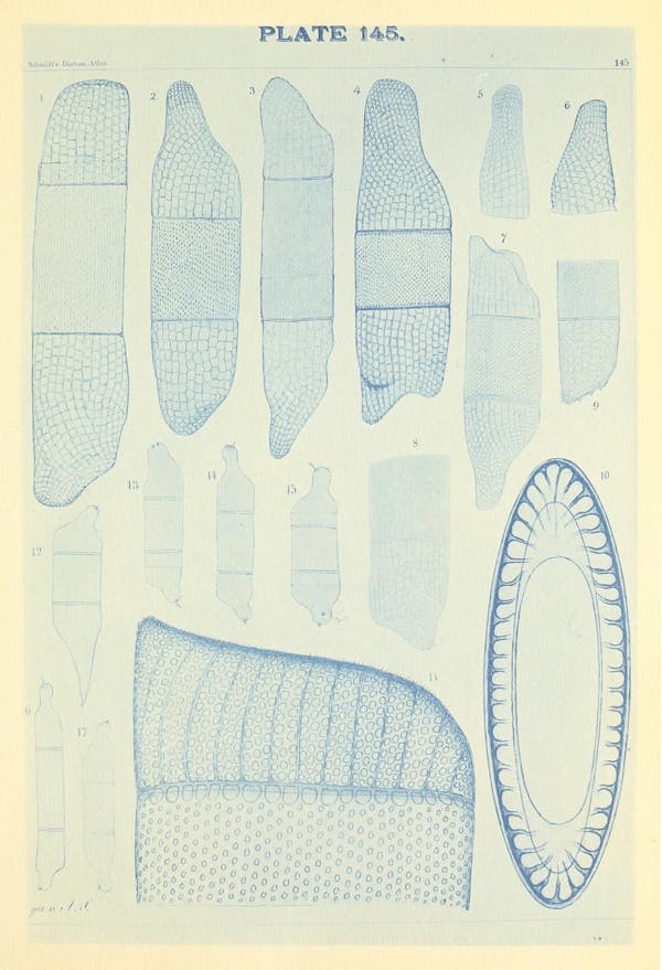 Illustration of diatom from Schmidt's *Atlas*