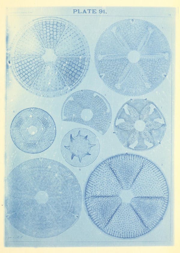 Illustration of diatom from Schmidt's *Atlas*