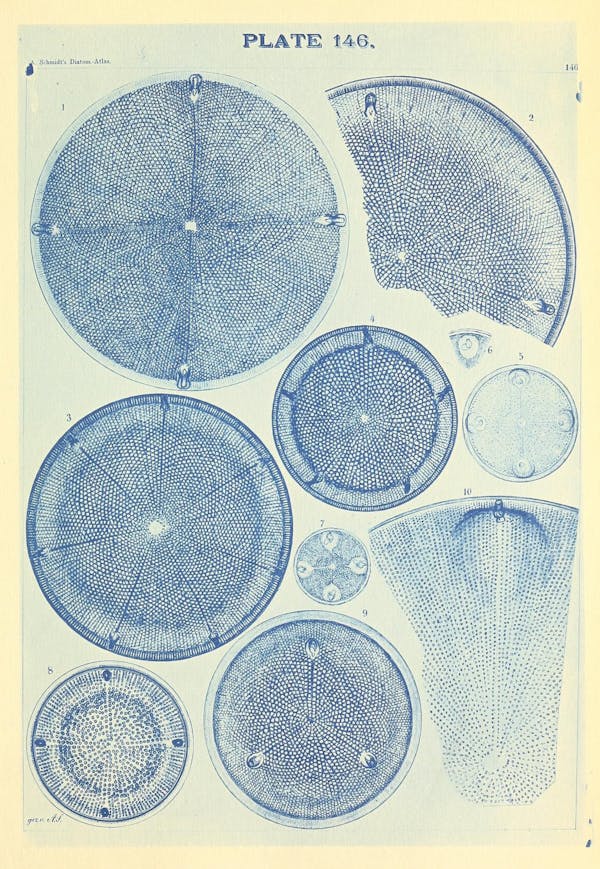 Illustration of diatom from Schmidt's *Atlas*