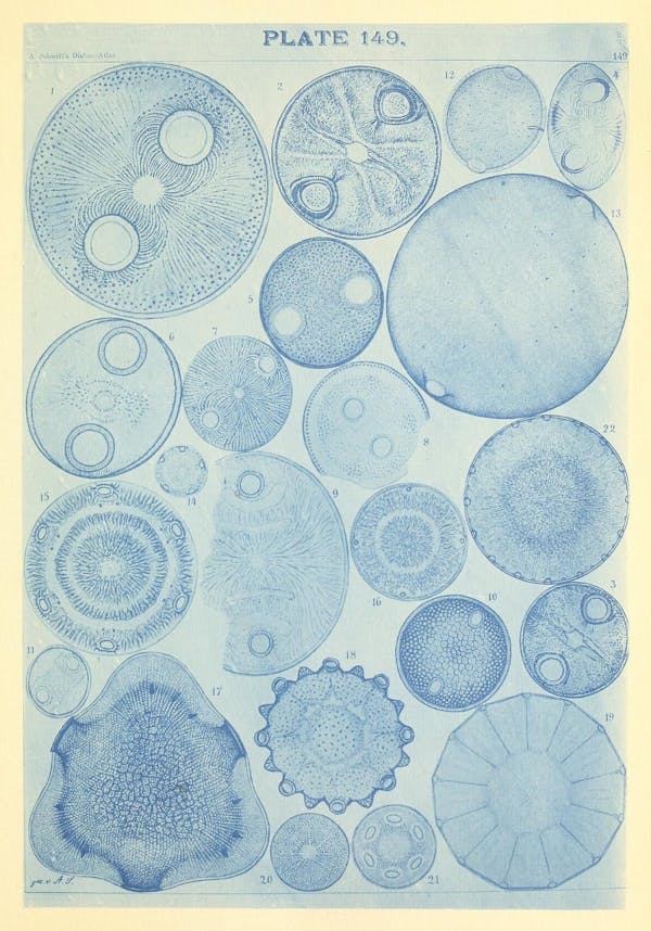 Illustration of diatom from Schmidt's *Atlas*