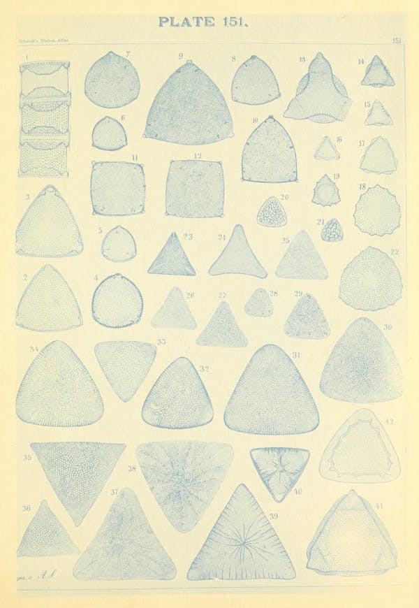 Illustration of diatom from Schmidt's *Atlas*