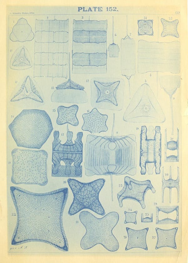 Illustration of diatom from Schmidt's *Atlas*