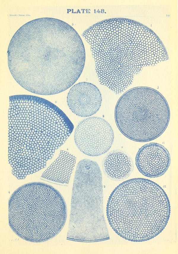 Illustration of diatom from Schmidt's *Atlas*