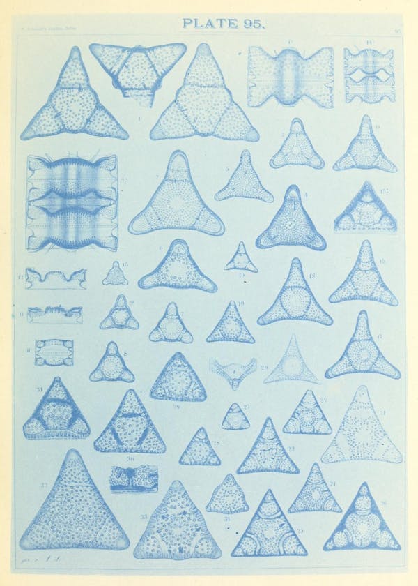 Illustration of diatom from Schmidt's *Atlas*