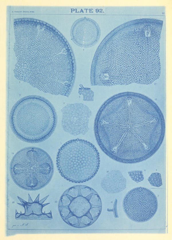 Illustration of diatom from Schmidt's *Atlas*