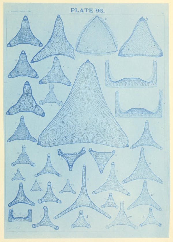 Illustration of diatom from Schmidt's *Atlas*