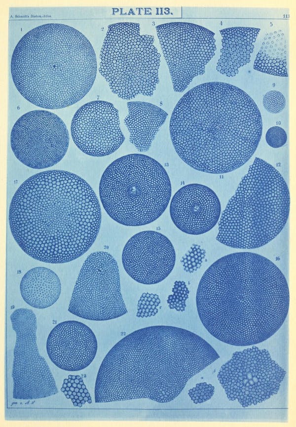 Illustration of diatom from Schmidt's *Atlas*