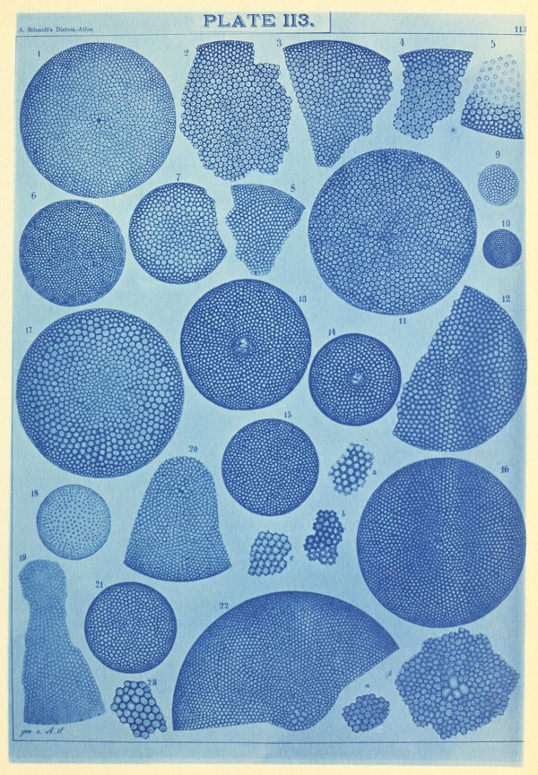 Illustration of diatom from Schmidt's *Atlas*