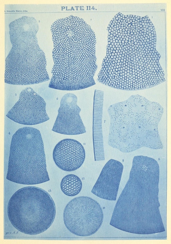 Illustration of diatom from Schmidt's *Atlas*