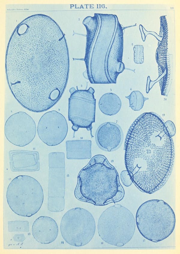 Illustration of diatom from Schmidt's *Atlas*