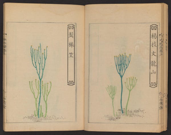 Double page spread showing illustrations from a Japanese book on whisk ferns