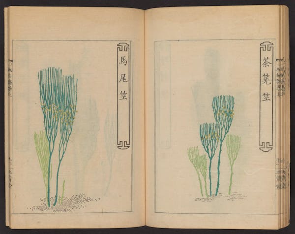 Double page spread showing illustrations from a Japanese book on whisk ferns