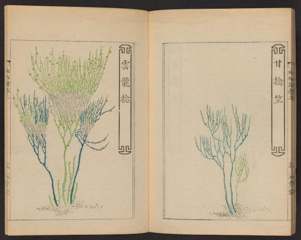 Double page spread showing illustrations from a Japanese book on whisk ferns