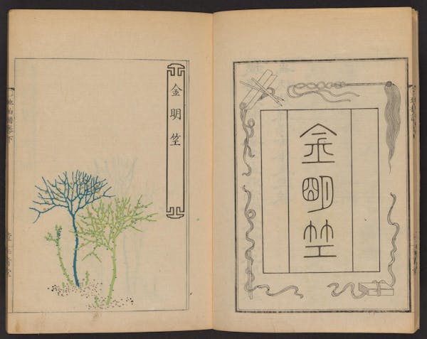 Double page spread showing illustrations from a Japanese book on whisk ferns