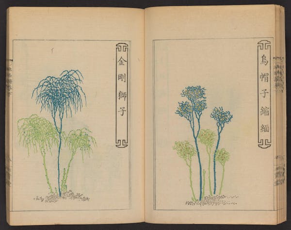 Double page spread showing illustrations from a Japanese book on whisk ferns