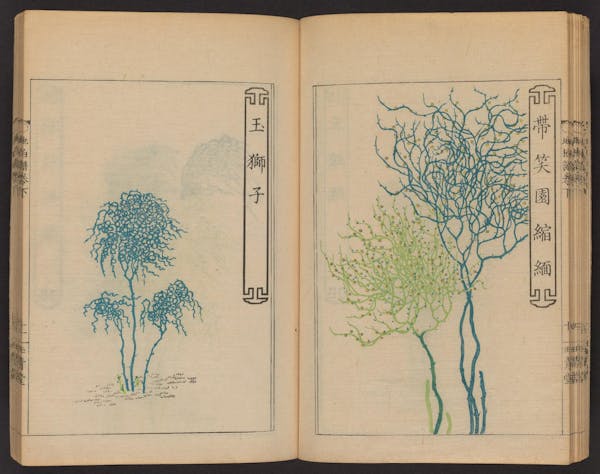 Double page spread showing illustrations from a Japanese book on whisk ferns