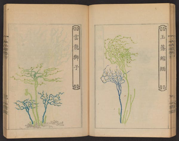 Double page spread showing illustrations from a Japanese book on whisk ferns