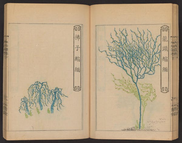 Double page spread showing illustrations from a Japanese book on whisk ferns